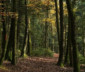 Las, Krzewy, Drzewa, Ścieżka, Wysokie