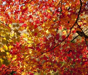 Jesień, Kolorowe, Klon, Gałęzie, Drzewo, Liście