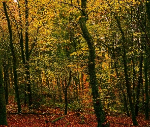 Jesień, Drzewa, Pożółkłe, Las