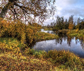 Rzeka, Trawa, Drzewa, Pożółkłe, Jesień
