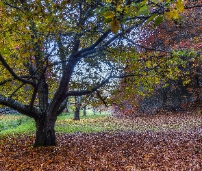 Drzewa, Jesień, Liście, Opadłe, Park