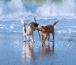 Psy, Zabawa, Dwa, Working cocker spaniel, Fala, Springer spaniel angielski, Morze, Kij