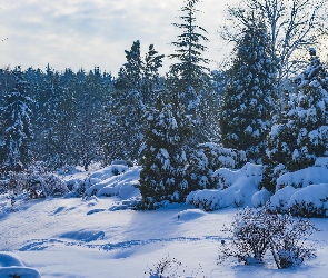 Drzewa, Zima, Śnieg, Las, Ośnieżone