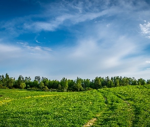 Niebo, Drzewa, Łąka, Pole, Zielona, Trawa