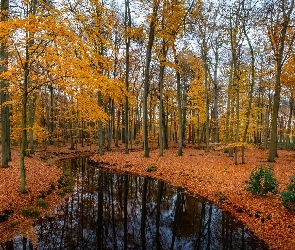 Las, Liście, Jesień, Drzewa