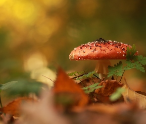 Zbliżenie, Liście, Muchomor czerwony, Grzyb