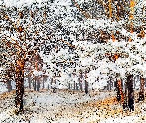 Ośnieżone, Las, Droga, Drzewa, Zima