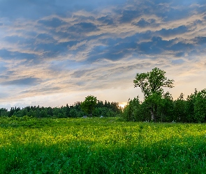 Chmury, Trawa, Las, Łąka, Drzewa, Zielona