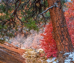 Stany Zjednoczone, Krzew, Czerwony, Stan Utah, Skały, Jesień, Roślinność, Drzewo, Park Narodowy Zion, Sosna