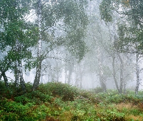 Las, Drzewa, Anglia, Mgła, Park Narodowy Peak District, Hrabstwo Derbyshire, Brzozy