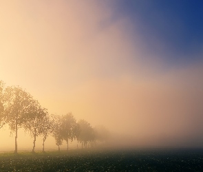 Mgła, Światło, Pole, Drzewa