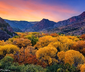 Stany Zjednoczone, Arizona, Drzewa, Jesień, Góry, Kanion Sycamore
