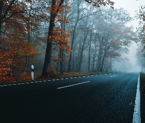 Las, Jesień, Mgła, Droga, Drzewa