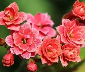 Kalanchoe, Czerwone, Kwitnące, Kwiaty