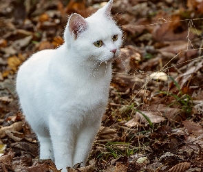 Liście, Suche, Biały, Kot