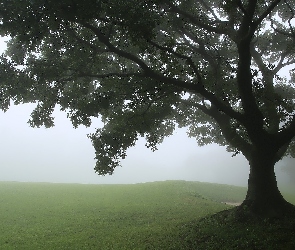 Drzewo, Mgła, Łąka, Trawa