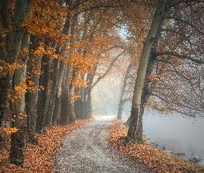Jesień, Drzewa, Mgła, Droga, Jezioro, Liście