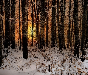 Las, Zima, Drzewa, Śnieg