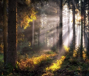 Drzewa, Mgła, Poranek, Przebijające światło, Las
