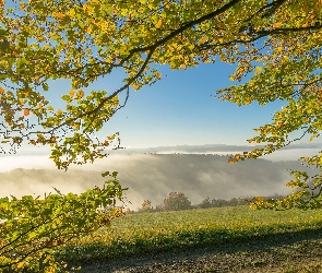 Mgła, Góry, Gałęzie, Łąka, Drzewa