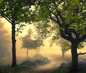Zielone, Mgła, Droga, Drzewa