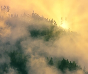 Zielone, Mgła, Las, Drzewa