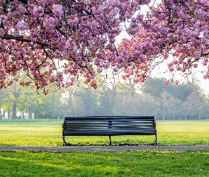 Park, Drzewa, Okwiecone, Wiosna, Ławka