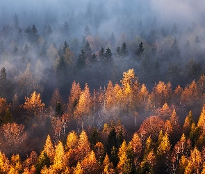 Las, Mgła, Drzewa, Jesień