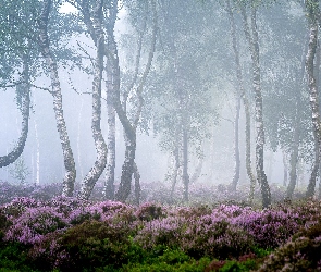 Brzozy, Wrzosowisko, Las, Drzewa, Anglia, Park Narodowy Peak District, Wrzosy, Hrabstwo Derbyshire, Mgła