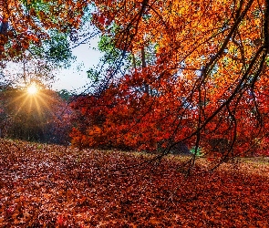 Drzewa, Park, Promienie słońca, Jesień, Gałęzie, Liście