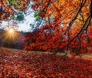 Promienie słońca, Gałęzie, Park, Drzewa, Liście, Jesień