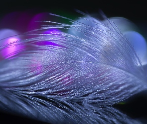 Bokeh, Makro, Białe, Piórko