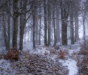 Las, Mgła, Śnieg, Drzewa, Zima