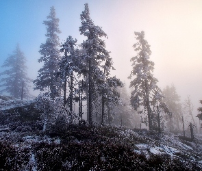 Zima, Mgła, Wzgórze, Drzewa