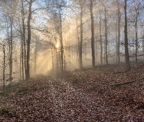 Drzewa, Las, Jesień, Liście, Ścieżka, Przebijające światło, Opadłe