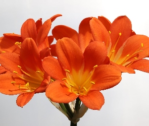 Pomarańczowy, Kliwia, Kwiat