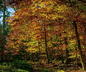 Jesień, Drzewa, Ścieżka, Pożółkłe, Las