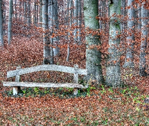 Jesień, Las, Liście, Ławka, Opadłe, Drzewa