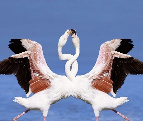 Taniec, Miłości, Flamingi