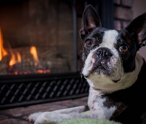 Boston terrier, Kominek, Pies