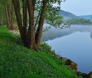 Jezioro, Mgła, Drzewa, Trawa, Las, Poranek