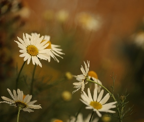 Margerytki, Kwiaty, Białe
