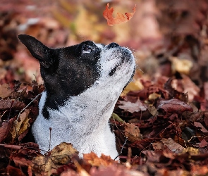 Boston terrier, Liść, Pies