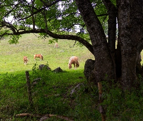 Ogrodzenie, Drzewo, Konie, Pastwisko
