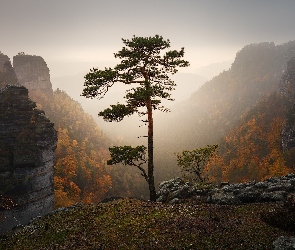 Góry Połabskie, Sosna, Park Narodowy Czeska Szwajcaria, Skały, Wschód słońca, Ośnieżone, Czechy, Jesień