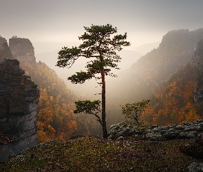 Skały, Góry Połabskie, Park Narodowy Czeska Szwajcaria, Czechy, Jesień, Sosna, Wschód słońca, Ośnieżone