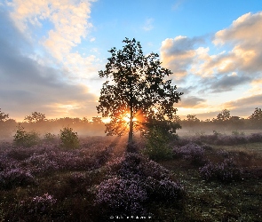 Drzewa, Wrzosy, Wrzosowisko, Chmury, Gmina Nijlen, Wschód słońca, Belgia, Kesselse Heide