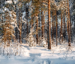 Las, Zima, Sosny, Śnieg, Drzewa