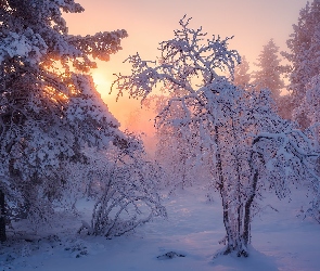 Zima, Przebijające światło, Drzewa, Śnieg
