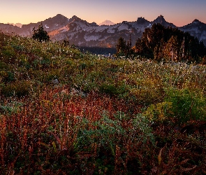Stan Waszyngton, Rośliny, Góry, Stany Zjednoczone, Łąka, Park Narodowy Mount Rainier, Tatoosh Range